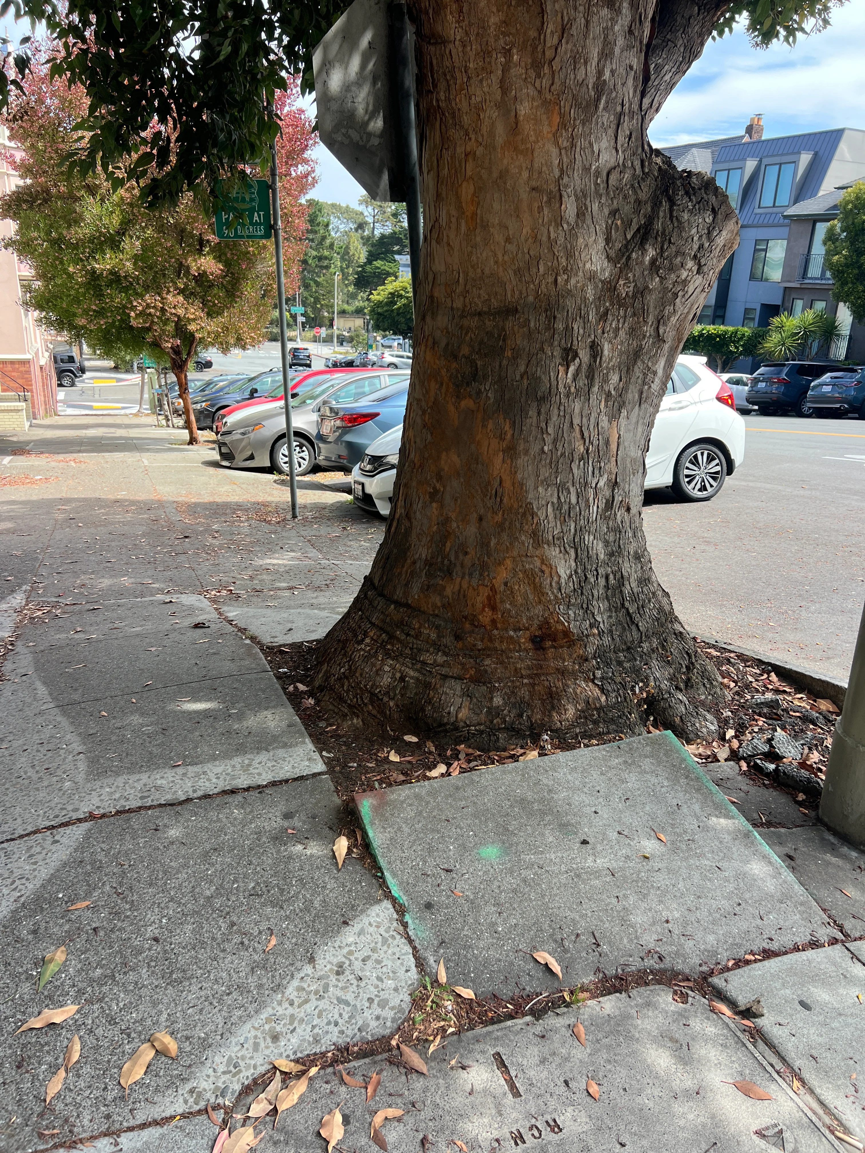 Tree jam?